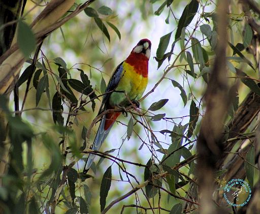 Rosella 9R033D-13.JPG